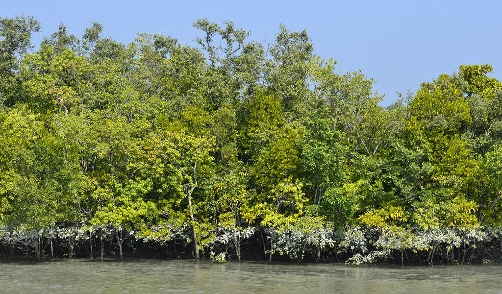 Things To Do In Sundarban