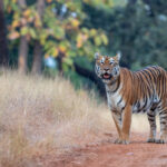 Things To Do In Tadoba