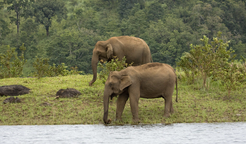 Things To Do In Thekkady