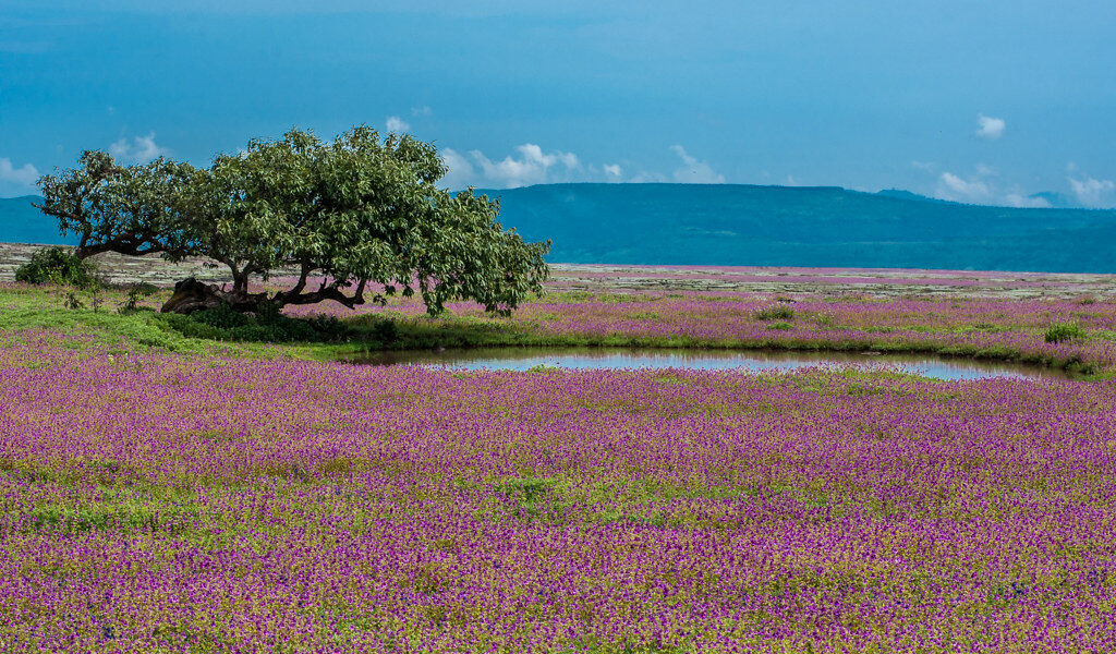 Things To Do In Kaas Plateau
