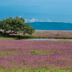 Things To Do In Kaas Plateau