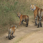 Things To Do In Pench